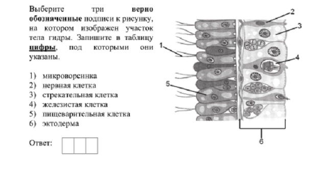 Как найти kraken