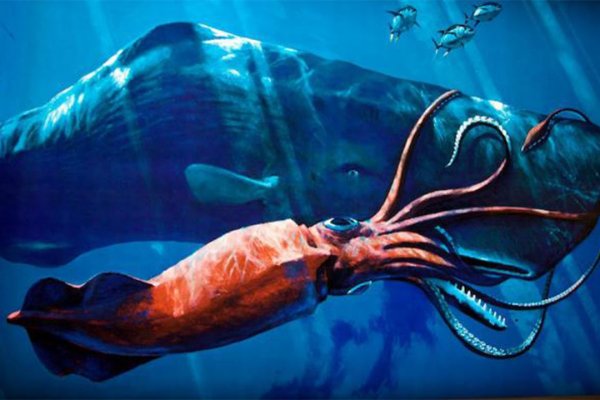 Kraken krn