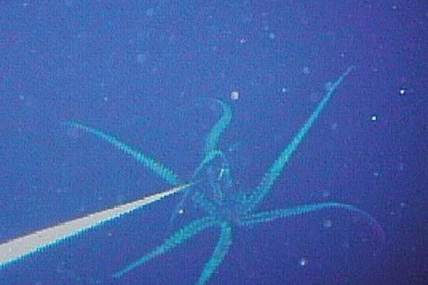 Ссылка на kraken at