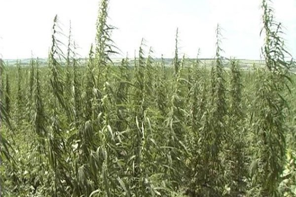 Оригинальная ссылка кракен браузера
